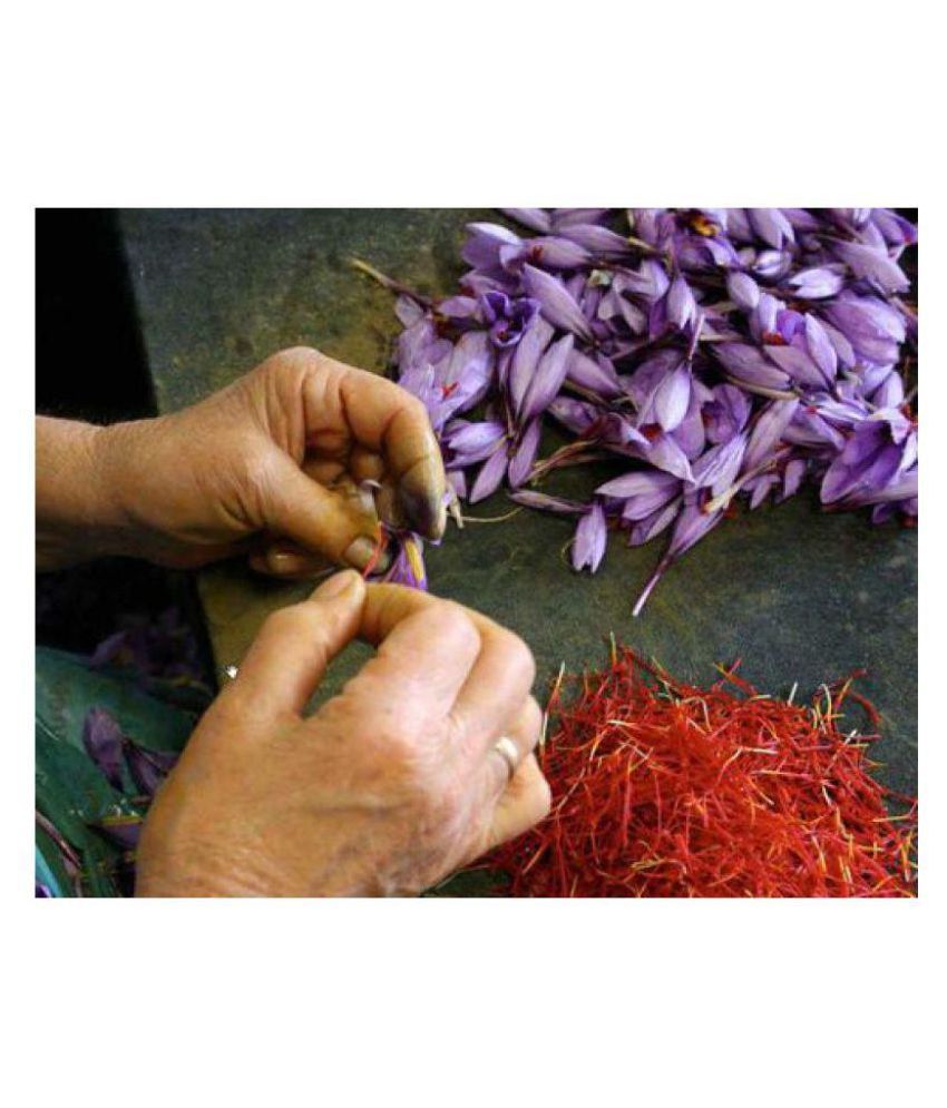 Matrix Saffron 20 Flowers Seeds for Home Garden + Instruction Manual