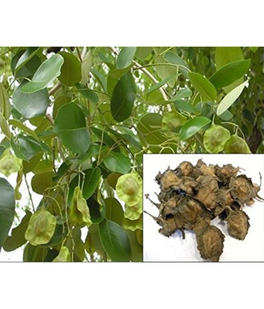 red sandalwood 1kg price