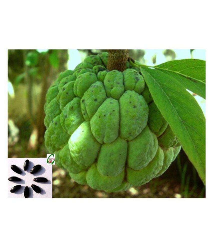     			6 Seeds Of Sweetsop, Annona Squamosa, Sugar Or Custard Apple, Sharifa Or Sitaphal Tree For Growing