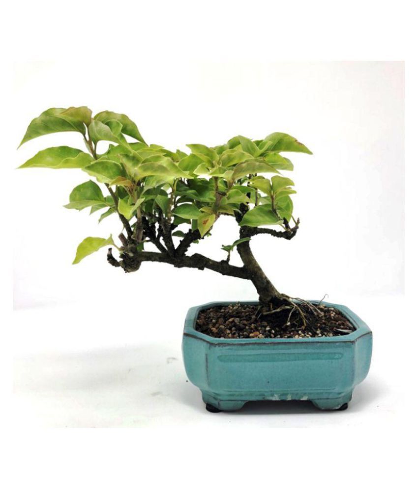 Vpn Live Bougainvillea Bonsai 3 Years Old Flower Plant Buy Vpn Live Bougainvillea Bonsai 3 Years Old Flower Plant Online At Low Price Snapdeal