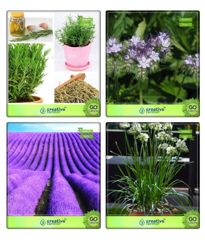 Combo Pack Rosemary, Penny Royal, Lavender, Garlic Chives Herb Seeds