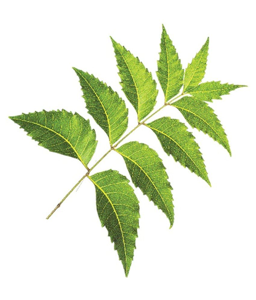 Bio Margosa AntiDandruff Shampoo and Conditioner 100ml Buy Bio