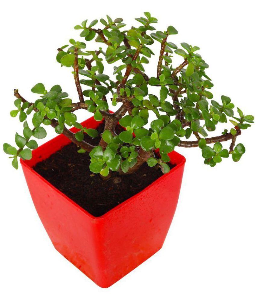 garden small  pot plant  BABY JADE crassula Indoor  Indoor  