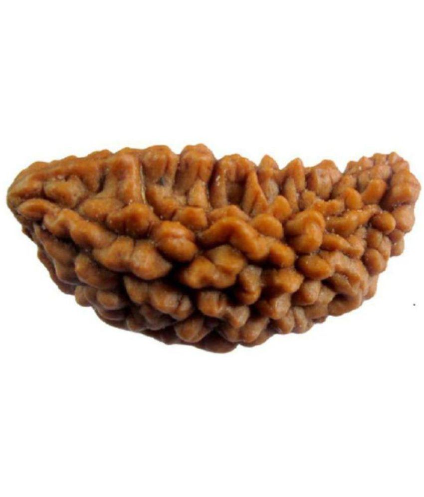     			Haridwar Astro Lab Certified 1 Face Rudraksha pack of 1