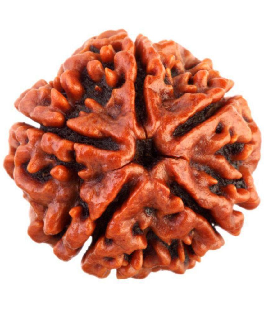     			Haridwar Astro 5 mukhi rudraksha