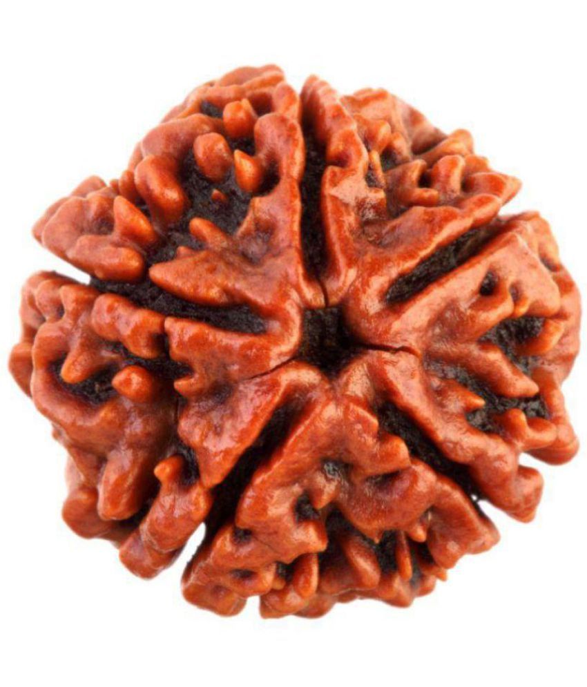     			HARIDWAR ASTRO FIVE MUKHI NEPAL RUDRAKSHA GJSPC CERTIFIED 5 Face Rudraksha