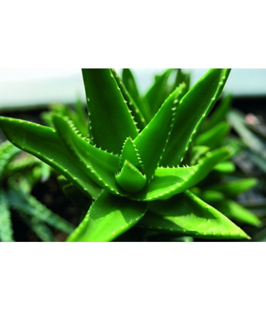 Green Lee Aloe Vera Live Best Pot Love Plant Indoor Medicinal