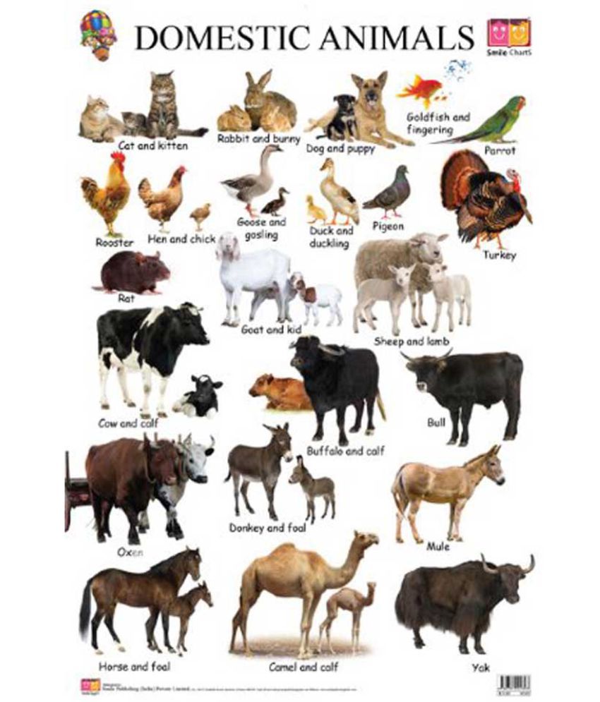 Charts:Domestic Animals: Buy Charts:Domestic Animals Online at Low ...