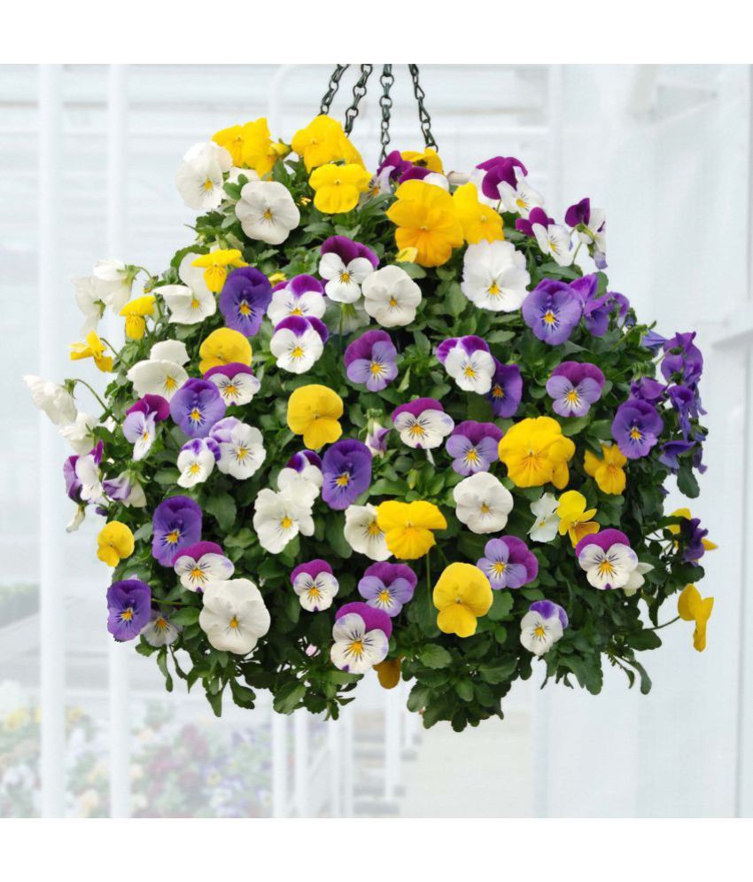 Flower Seeds Viola Tricolor Hanging Basket Pot Suit Home Garden