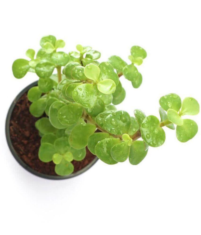 Plant Greens Jade Plant Good Luck Indoor Cacti & Succulent Plant Buy