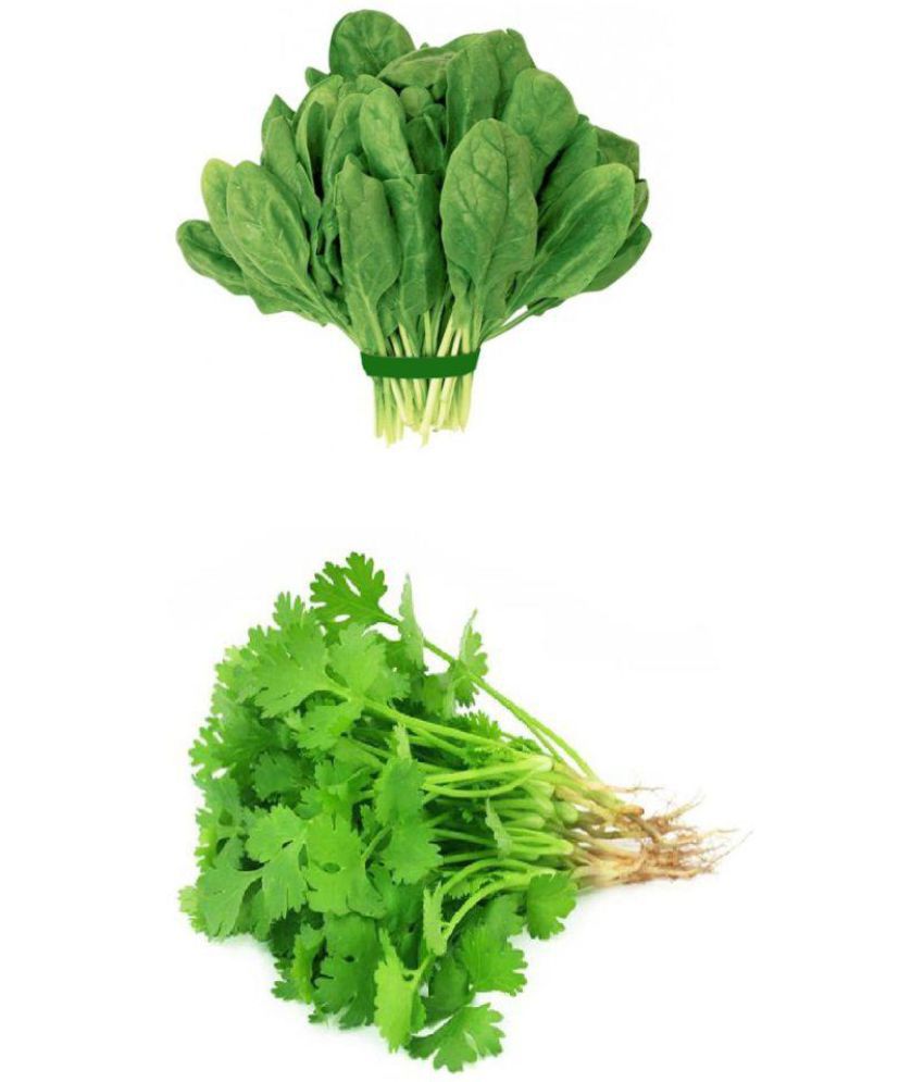     			Vegetable seeds Coriander and Palak combo pack of 100 Best Quality Premium Seeds