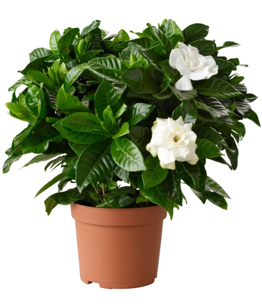 Plant Greens Jasmine Plant Mogra Flower Indoor Flower