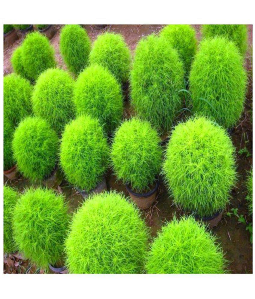     			Zonato CARE Original pack 100pcs Summercypress Plant Seeds Kochia Scoparia Grass Plant for garden Easy to grow plants Seed