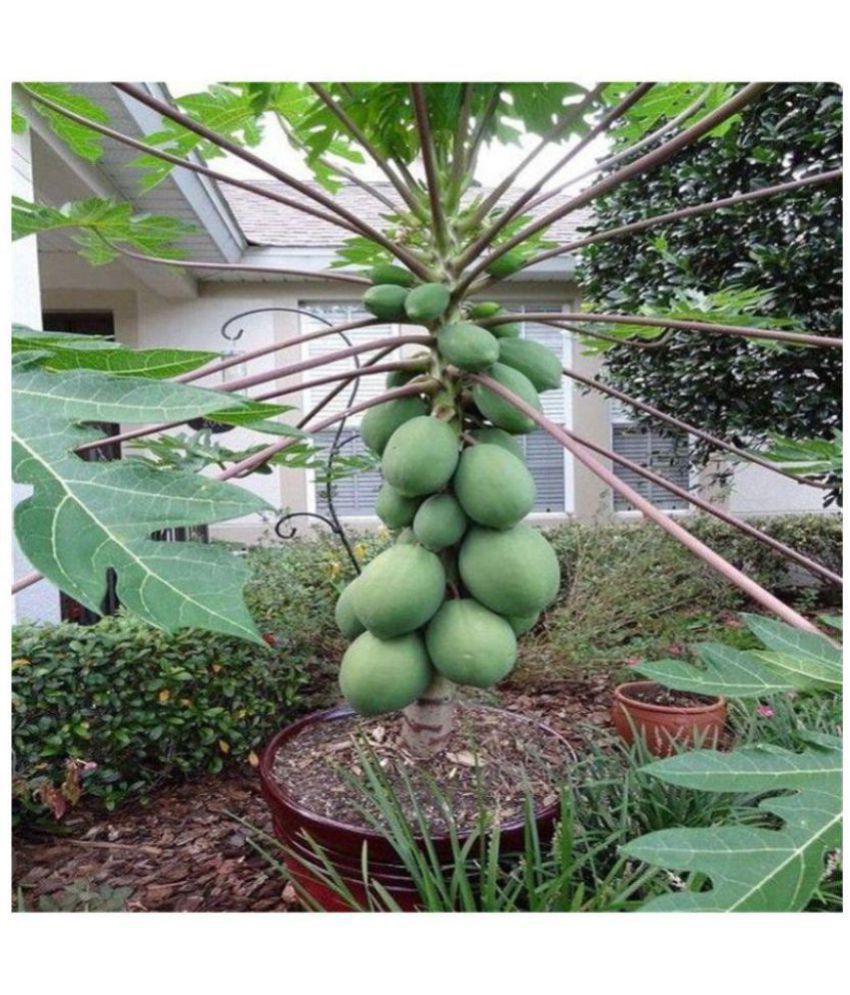     			Fresh Dwarf Thai Papaya Fruit Seeds Very Sweet Organic Fruit Garden 10 seeds