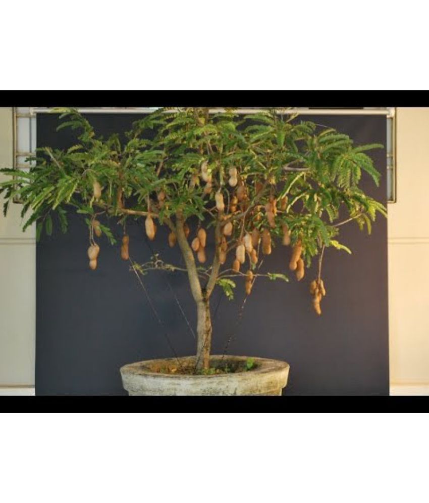 AZALEA GARDEN BONSAI SUITABLE SWEET 10 PCS TAMARIND SEED Buy AZALEA