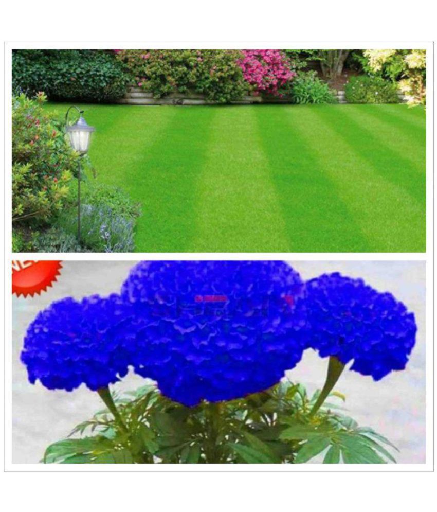 COMBO 1000 SEEDS LAWN GRASS & 100 MARIGOLD PURLE SEEDS ...