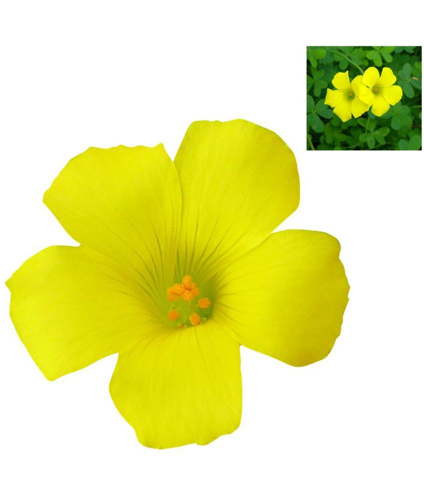 Futaba Oxalis Wood Sorrel Flower Seeds Yellow 1 Pcs Buy Futaba Oxalis Wood Sorrel Flower Seeds Yellow 1 Pcs Online At Low Price Snapdeal