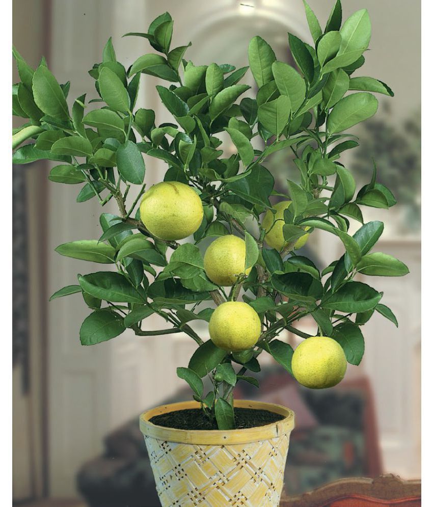     			M-Tech Gardens Indoor Dwarf Palestine Sweet Lime Citrus aurantifolia hybrid Seed for Growing 10 Seeds/Bag