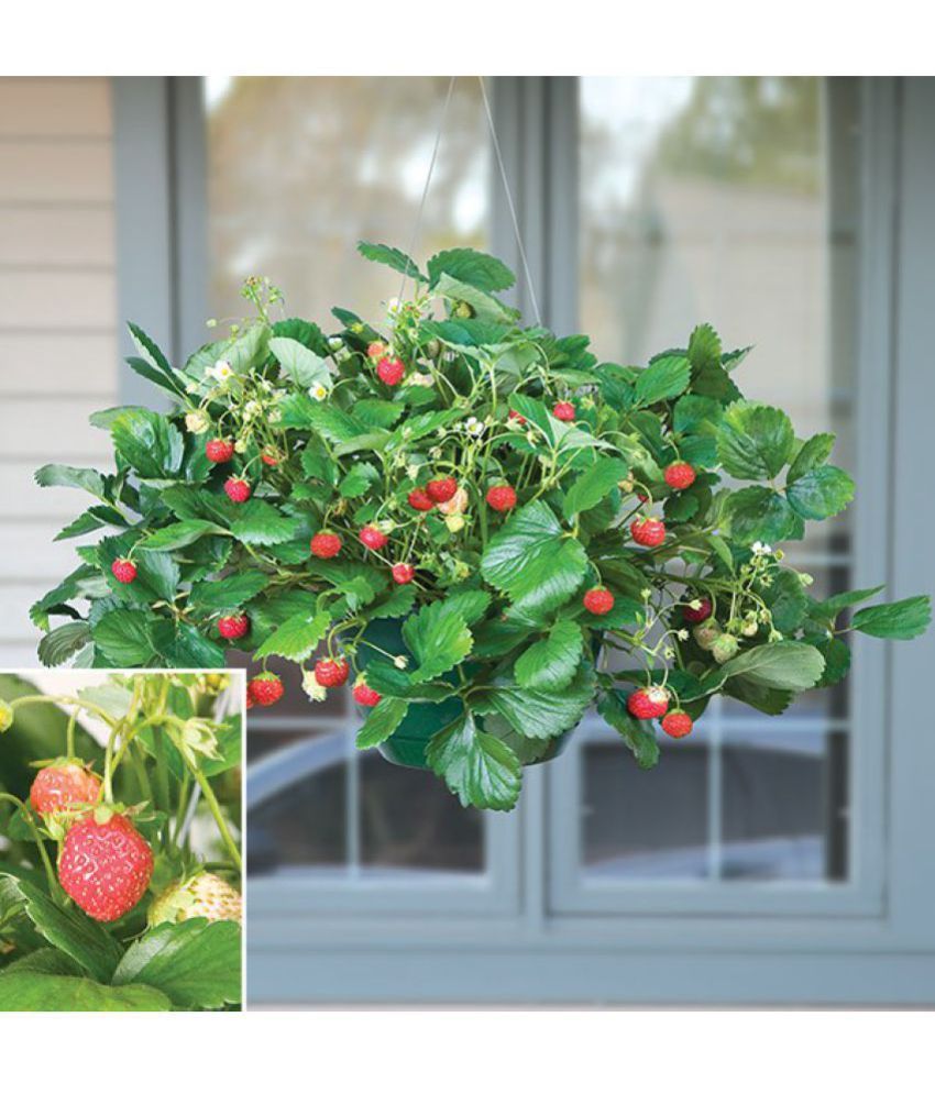 Indoor Everbearing Strawberry Mara Des Bois P Fragaria Hybrid Fruit Seed For Growing 30 Seeds Bag Indoor Everbearing Strawberry Mara Des Bois P Fragaria Hybrid Fruit Seed For Growing 30 Seeds Bag