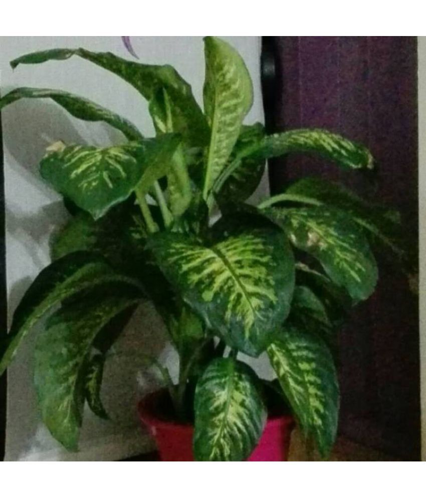 Nurserynature Dieffenbachia Amoena Tropic Snow Plant Both Indoor Plant Buy Nurserynature Dieffenbachia Amoena Tropic Snow Plant Both Indoor Plant Online At Low Price Snapdeal The dieffenbachia amoena plant is a rather common large house plant. nurserynature dieffenbachia amoena