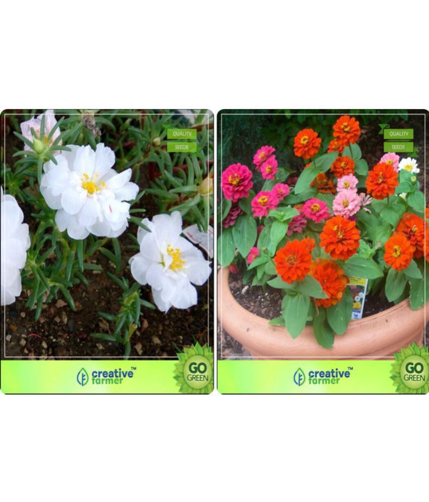 Flower Seeds Plant Seeds For All Season Combo Portulaca Grandiflora