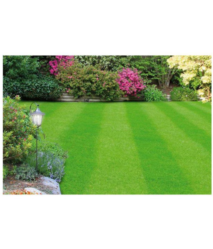 d4 grass hybrid lawn and sports seeds Buy d4 grass hybrid lawn and