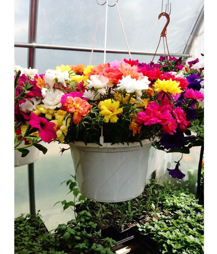 Flower Seeds Best Succulents For Hanging Pot Flower Seeds For India