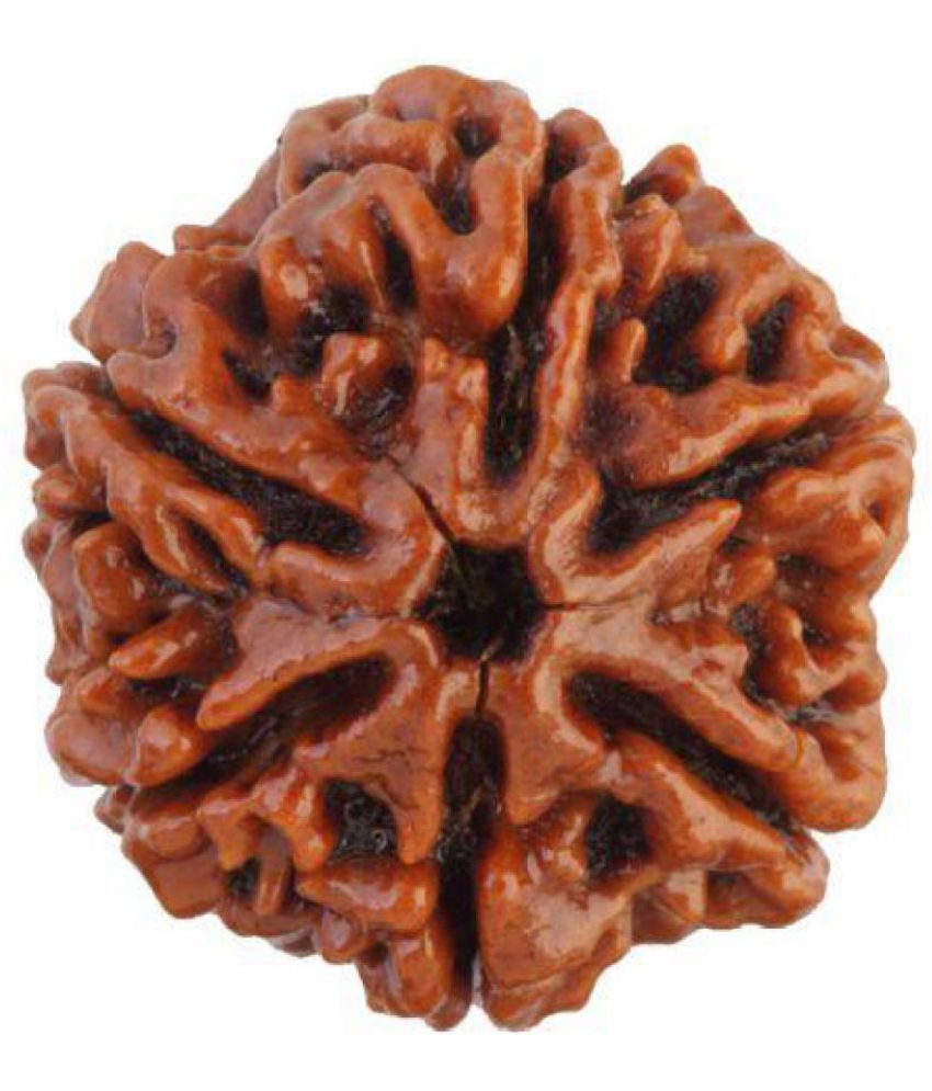     			Lord Shiva Brown 6 Mukhi Lab Certified Natural Ganesha Shani Rudraksha