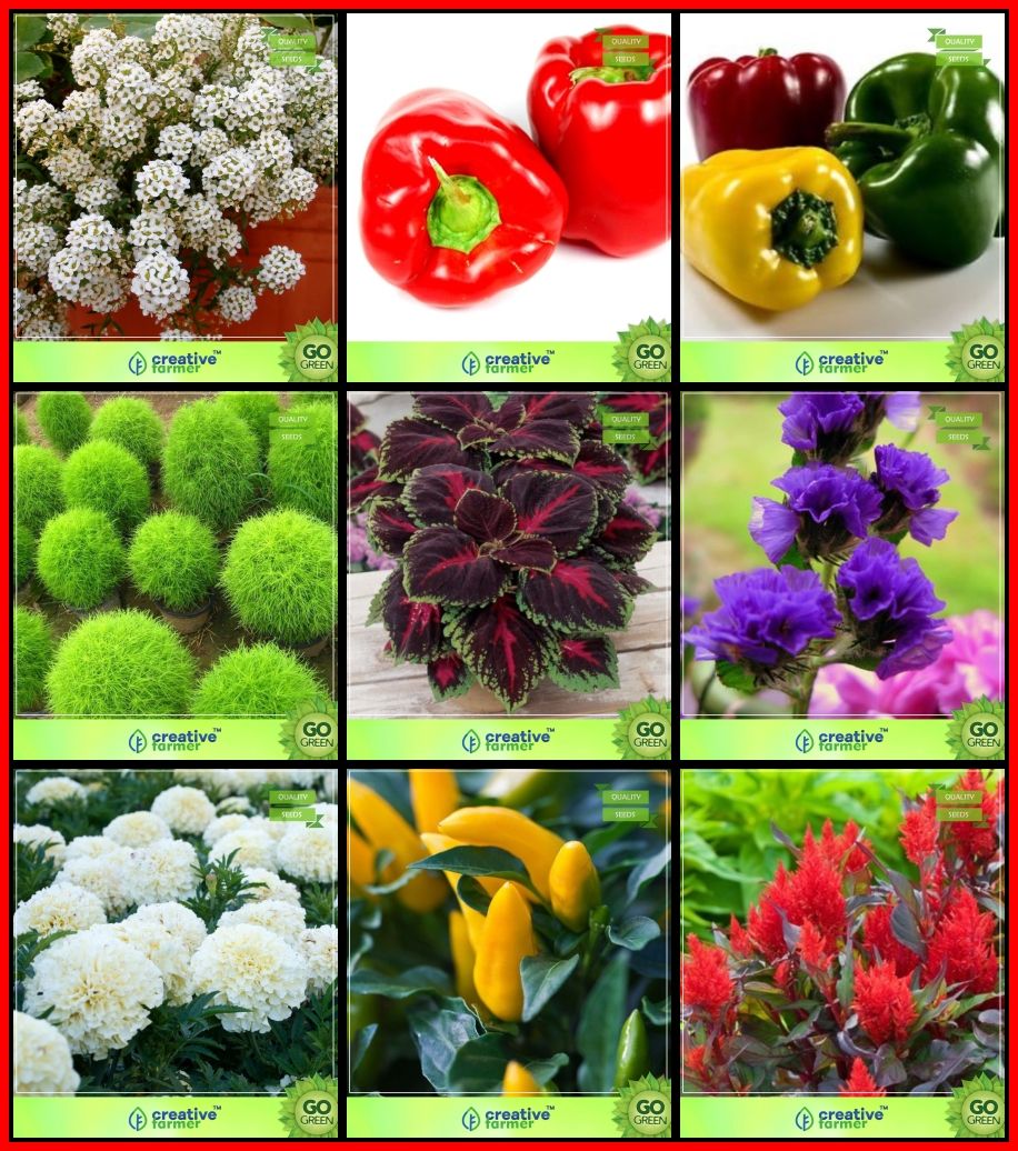 Summer Seeds Combo Flower Seeds Sweet Alyssum Capsicum Red Capsicum Yellow Fire Bush 6418