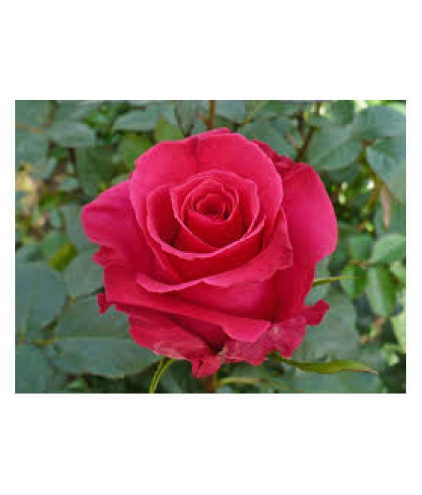 rose flower seed Buy rose flower seed Online at Low Price Snapdeal