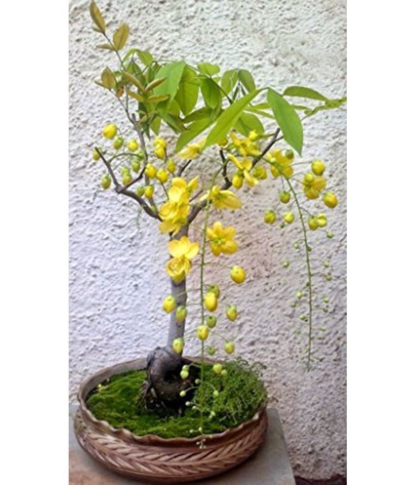 OhhSome Best Bonsai Tree Seeds Buy OhhSome Best Bonsai Tree Seeds