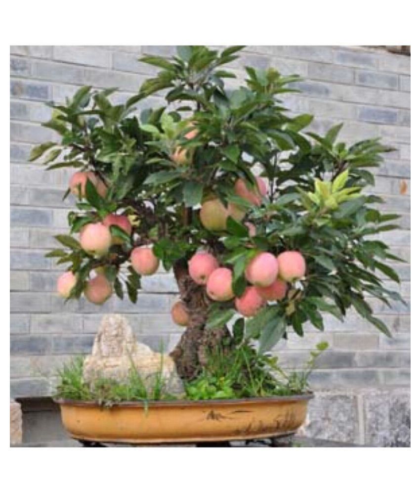     			OhhSome Bonsai Suitable Fruit Seeds : Apple Fruit Tree Seeds For Home Garden Fruits Bonsai Suitable Fruit Seeds Pack