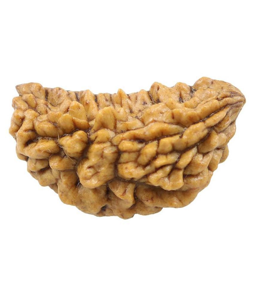     			Certified Natural Real 1 Face 1 Mukhi Rudraksha Bead Nepali Loose Chakra Healing Daily Use