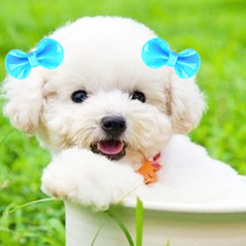 puppies with bows