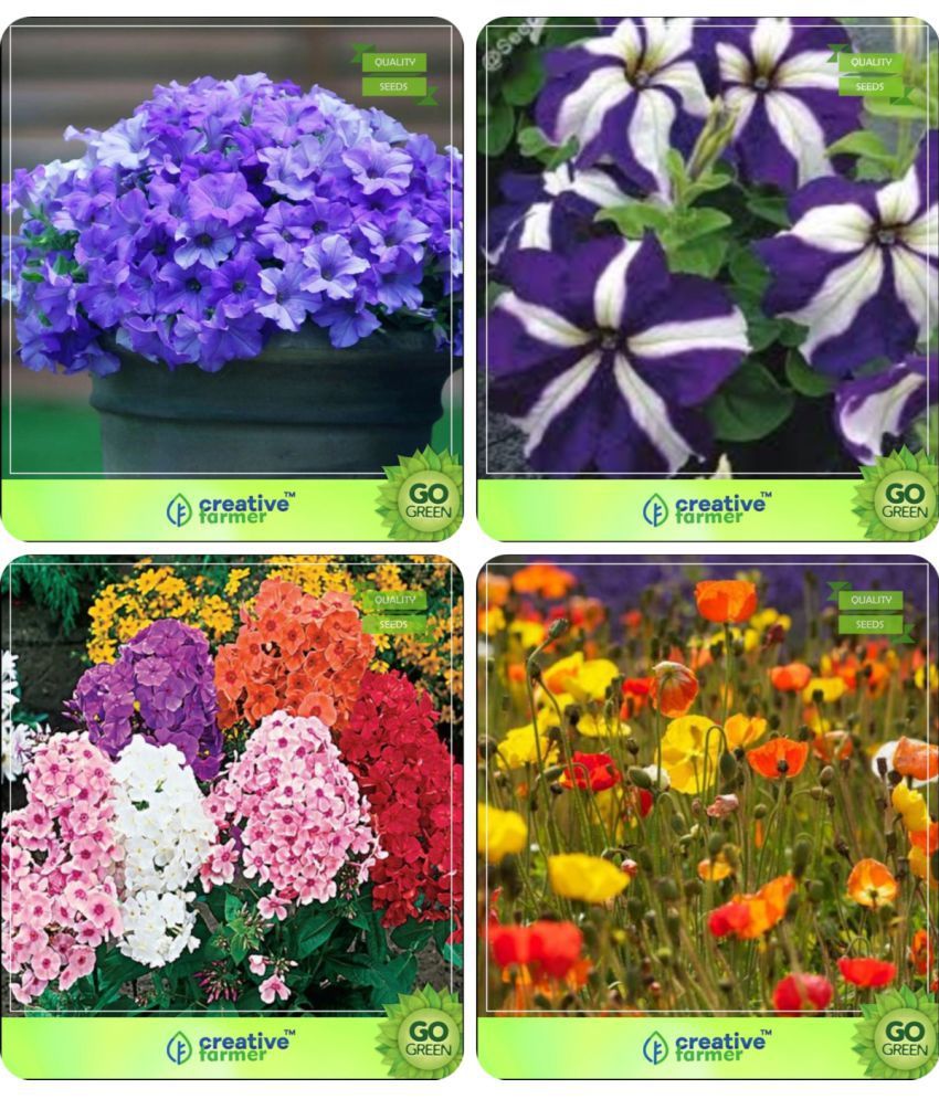 Flower Seeds Plant Seeds Packets Combo Petunia Blue , PetuniaStar
