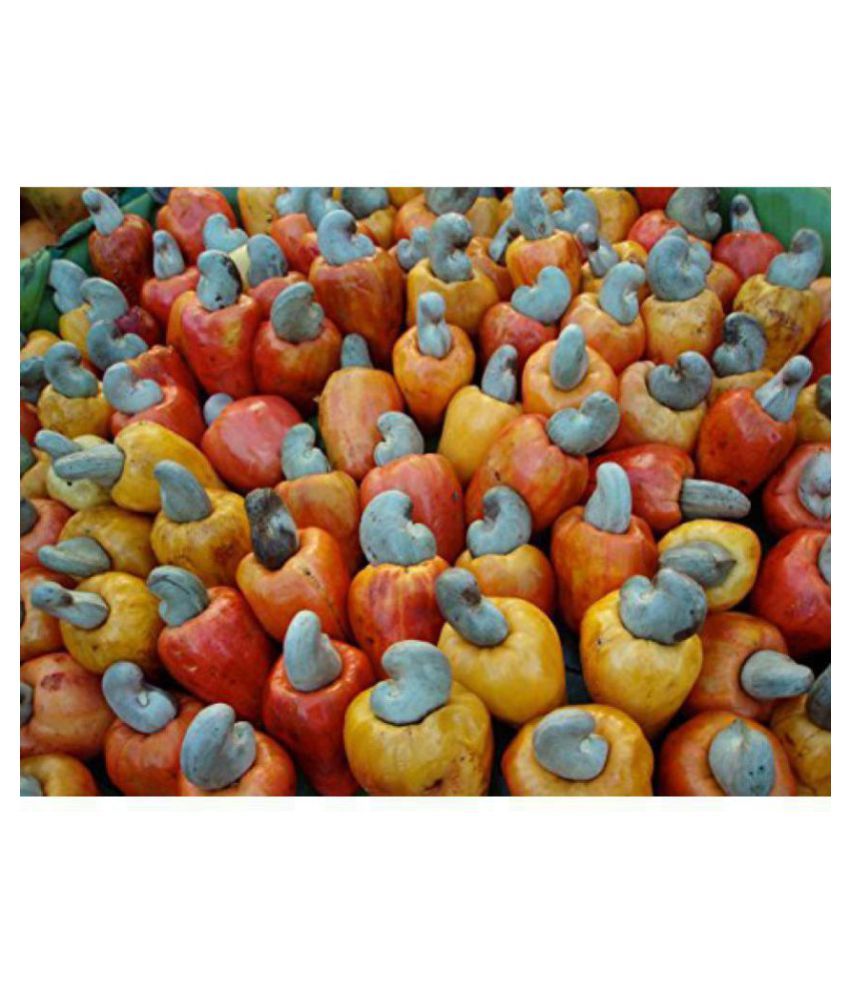     			OhhSome Fruit Tree Seeds Cashew Nut - Anacardium Occidentale - Home Garden Pack