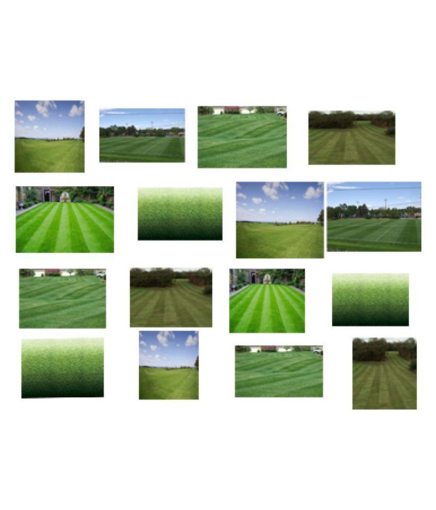 grass seeds with original hybrid Buy grass seeds with original hybrid