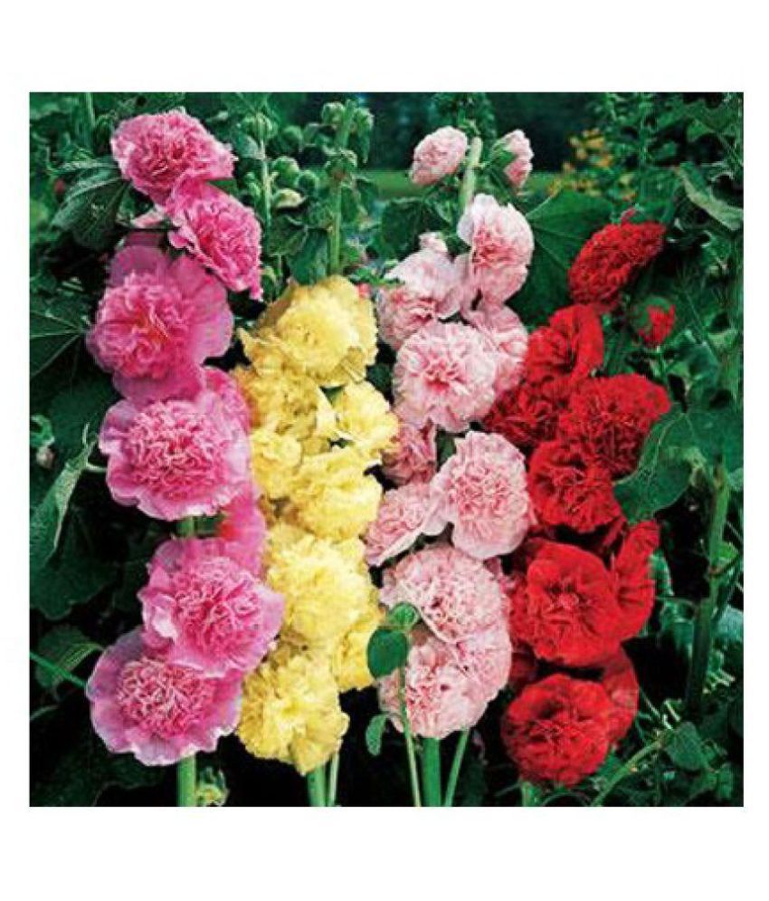     			Easy Gardening - Hollyhock F1 Dwarf - Flower colours: white, light-pink, magenta and burgundy Seeds