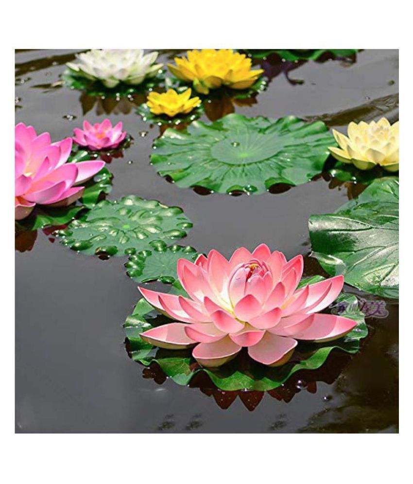 Lotus Flower Vastu Shastra Best Flower Site