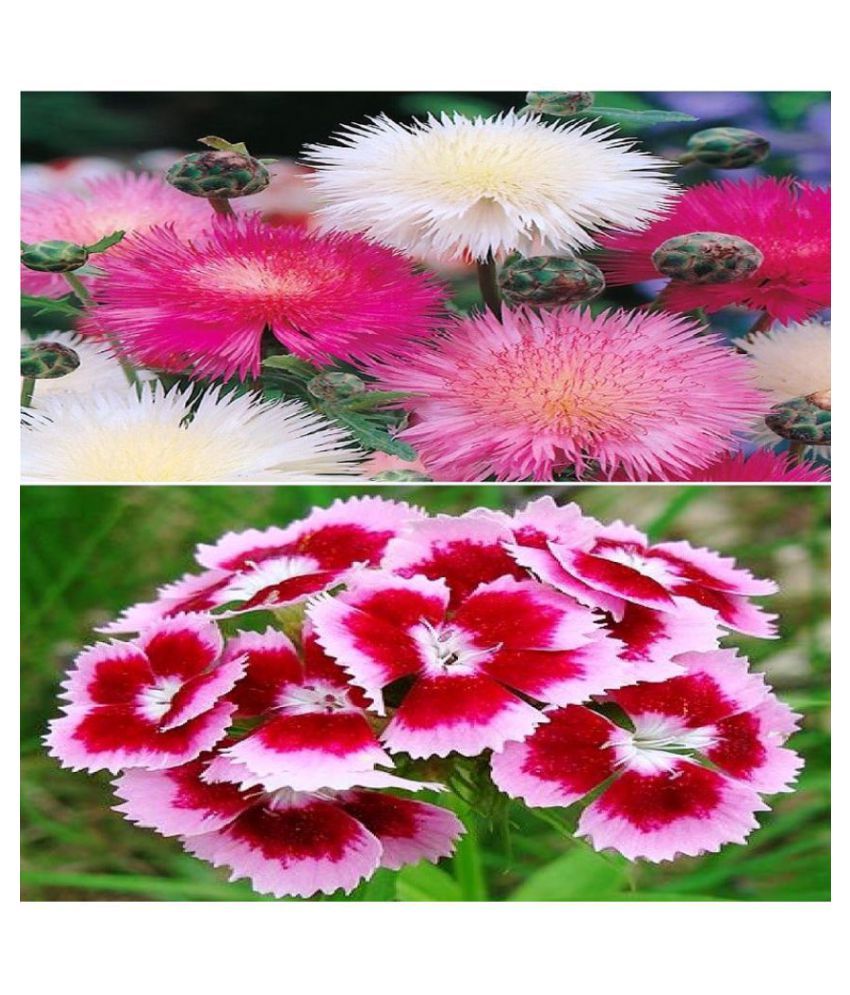     			Beautiful Combo 2 Types Winter Season Flower Seeds