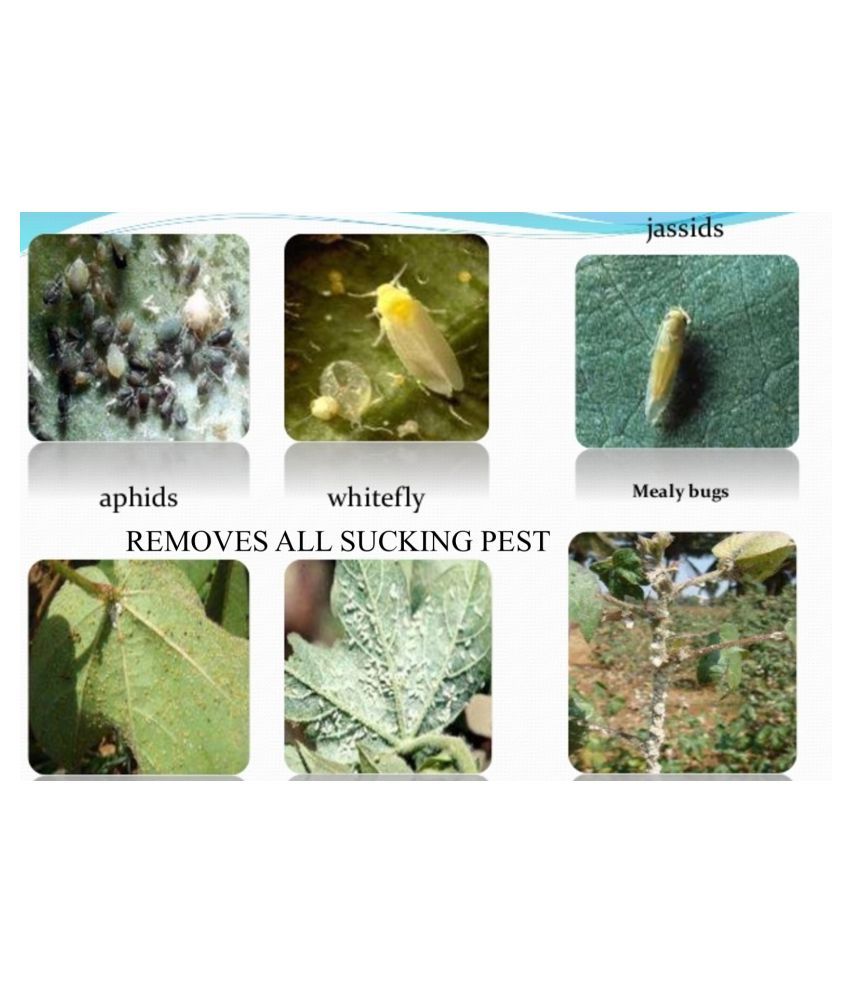 Buy 3in1 Pesticide for all Plants & Indoor Use All Insect
