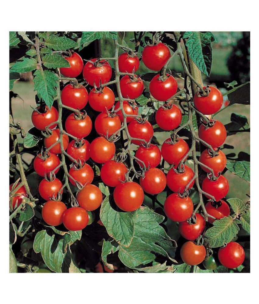     			Oliver Gardens Tomato Cherry (2 Packets each 50 Seeds)