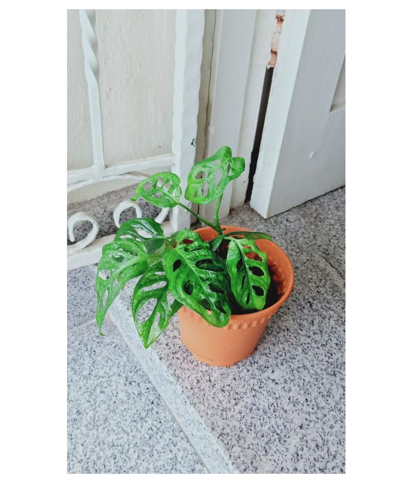 The Bonsai Plants Philodendron Broken Heart with blue ...