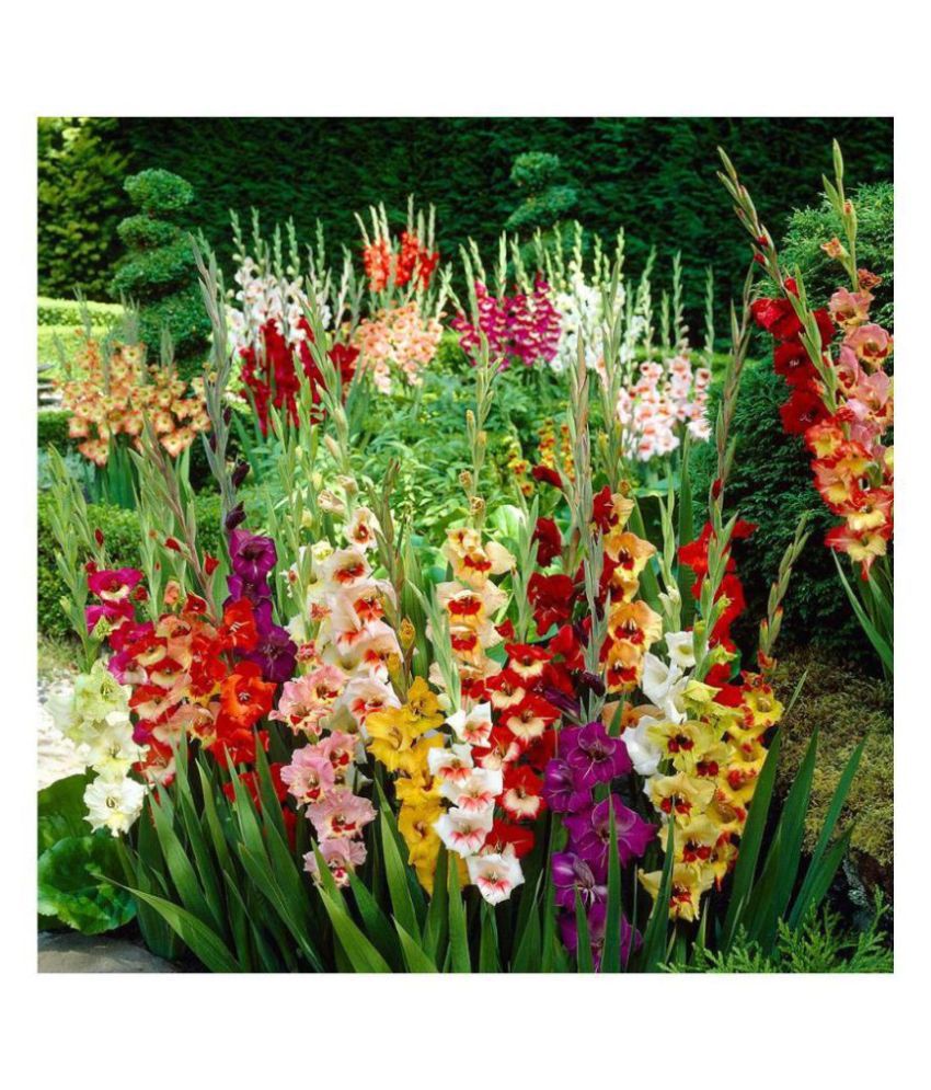 Download Large Flowering Gladiolus Mixed Flower Bulbs - Pack of 10 ...