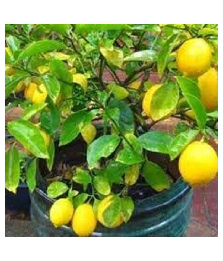     			Lalus Farm 20 seeds Hybrid Kagzi Lemon Dwarf Variety