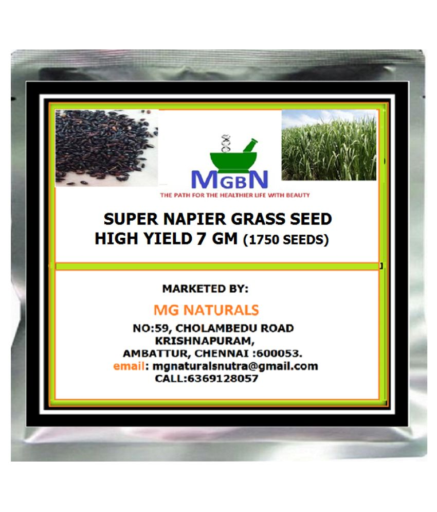 super-napier-grass-seed-high-yield-7-gm-1750-seeds-buy-super-napier