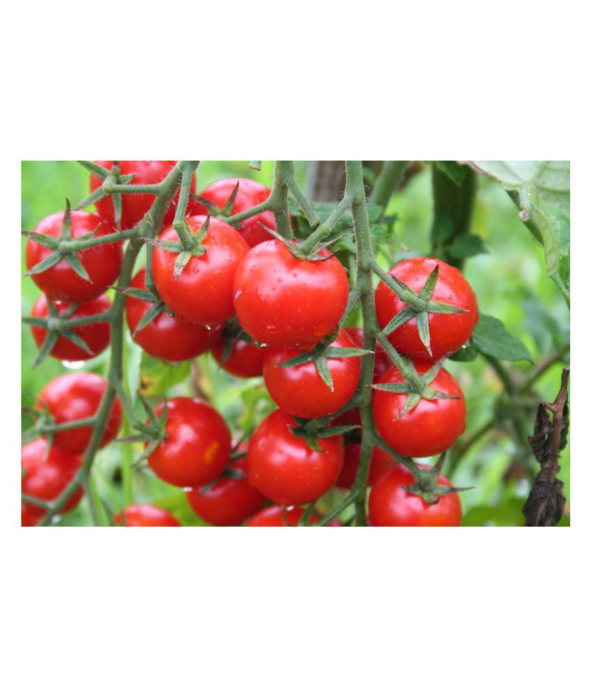     			Jioo Organics Cherry Tomato High Germination Hybrid Seeds 50 Seeds