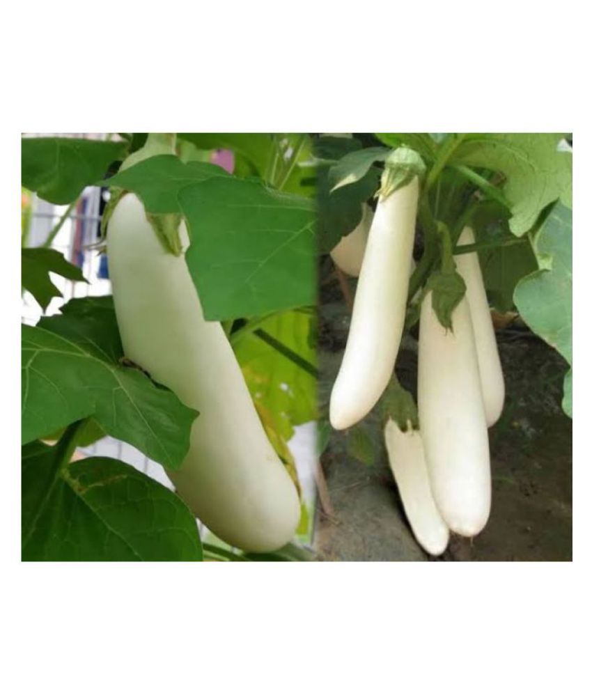     			Brinjal White Long Variety F-1 Hybrid Seeds