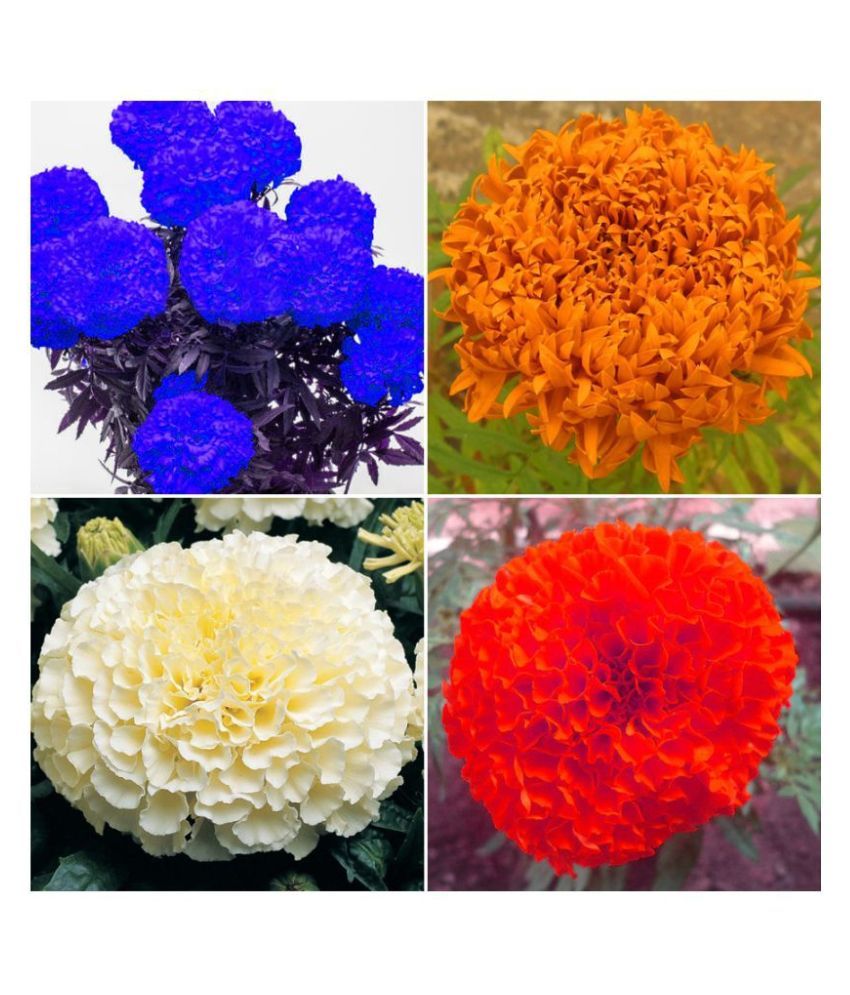 Mix Colour Imported Marigold Flower Seeds Buy Mix Colour Imported Marigold Flower Seeds Online At Low Price Snapdeal