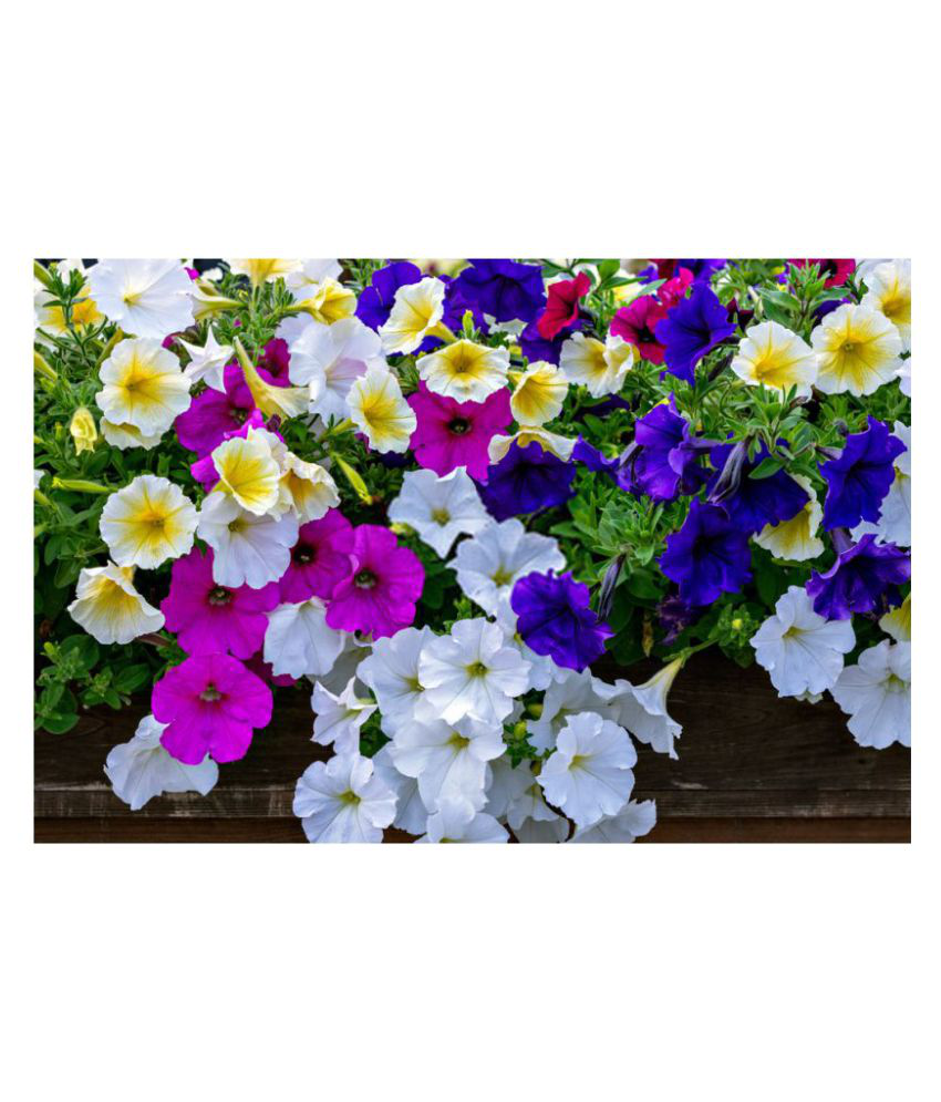     			Petunia Mixed Flowers Hybrid Seeds | High Germination | Premium Quality